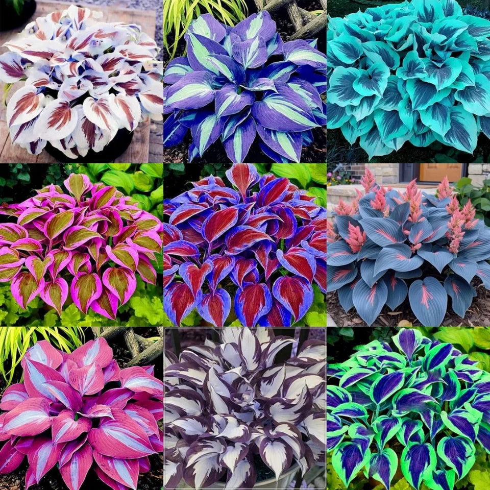 🍃🌸 9 Rare & Breathtaking Premium Multicolor HOSTA SEEDS 🌸🍃
