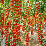 🍅 Waterfall Cherry Tomato Seeds
