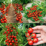 🍅 Waterfall Cherry Tomato Seeds