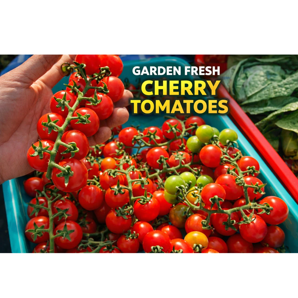 🍅 Waterfall Cherry Tomato Seeds