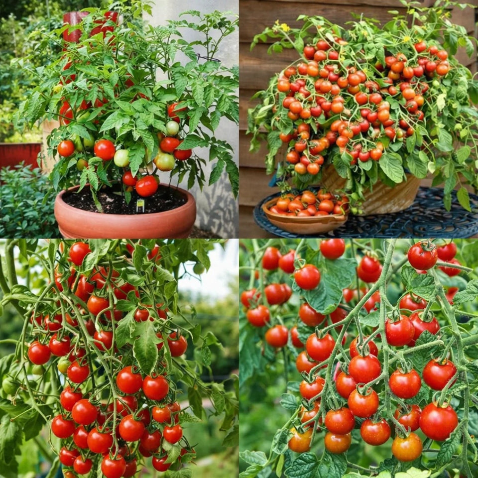 🍅 Waterfall Cherry Tomato Seeds